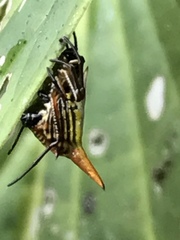 Micrathena bicolor
