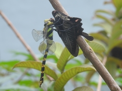 Anax immaculifrons