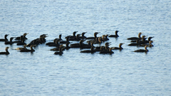 Phalacrocorax carbo