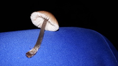 Mycena zephirus