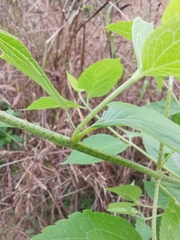 Eupatorium chinense
