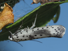 Yponomeuta irrorellus