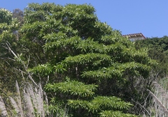 Rauvolfia sumatrana