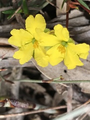 Hibbertia acicularis