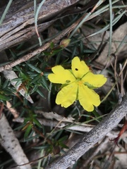 Hibbertia acicularis