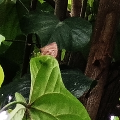 Arhopala centaurus