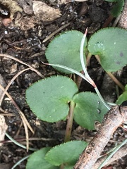 Gonocarpus micranthus