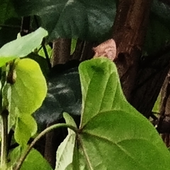 Arhopala centaurus