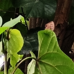 Arhopala centaurus