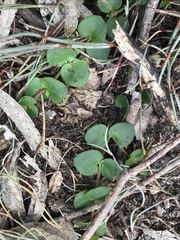 Gonocarpus micranthus