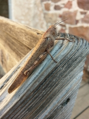 Anacridium aegyptium