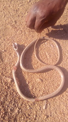 Thelotornis capensis