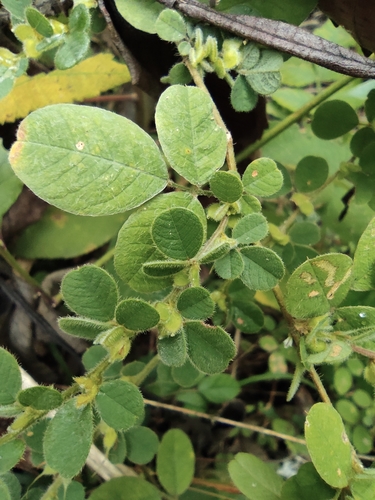 Lespedeza pilosa iNat (2)