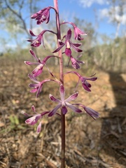 Dipodium elegantulum