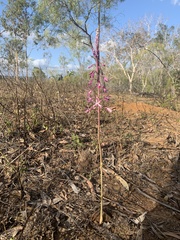 Dipodium elegantulum