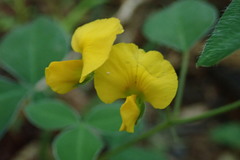 Argyrolobium tomentosum