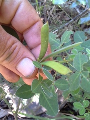 Argyrolobium tomentosum