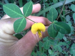 Argyrolobium tomentosum
