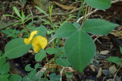 Argyrolobium tomentosum