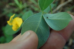 Argyrolobium tomentosum
