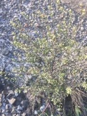 Lepidium ruderale