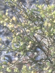 Lepidium ruderale