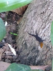 Gonatodes albogularis fuscus