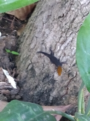 Gonatodes albogularis fuscus