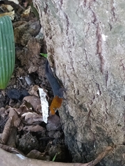 Gonatodes albogularis fuscus