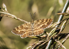 Ematurga atomaria