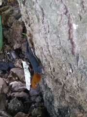 Gonatodes albogularis fuscus