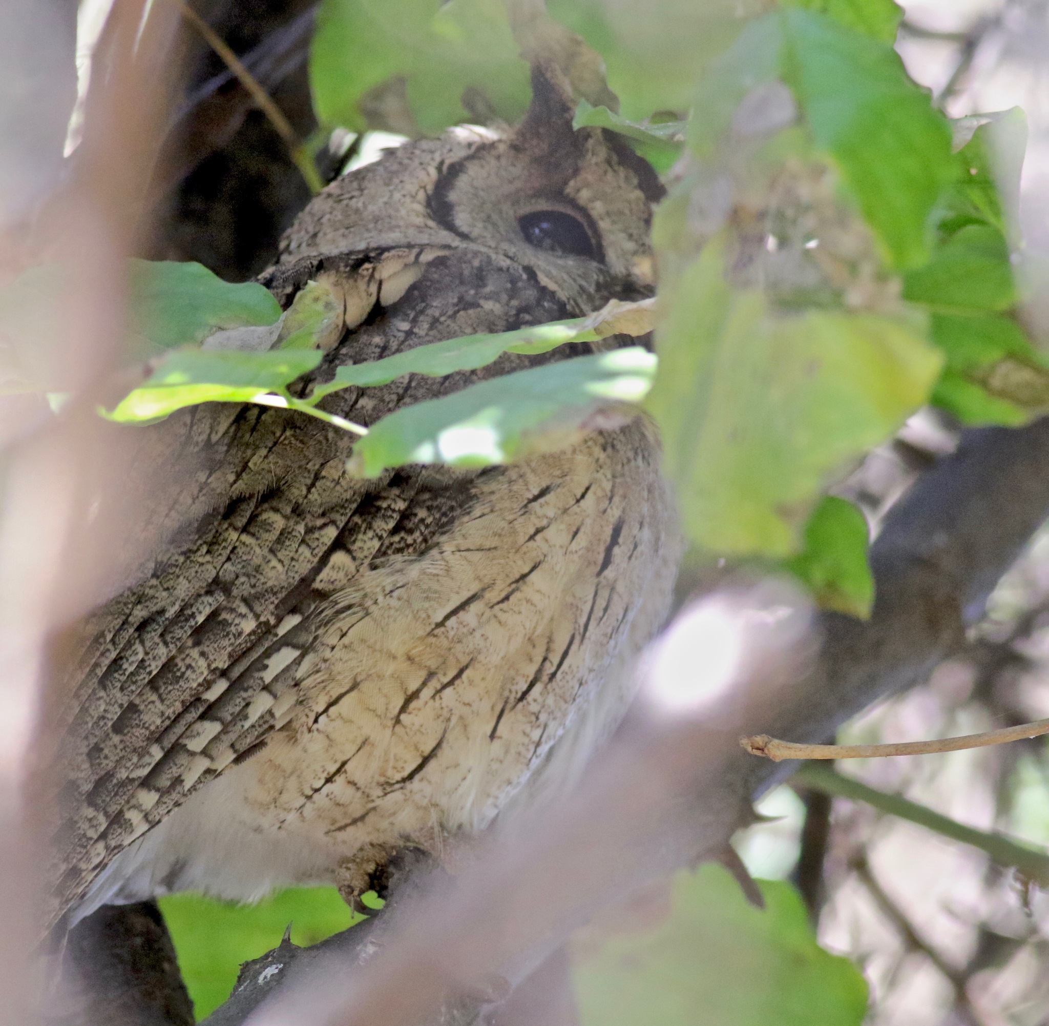 Indian Scops Owl