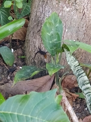 Gonatodes albogularis fuscus