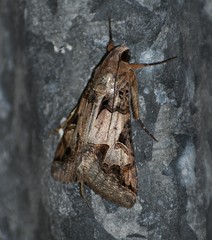 Melipotis agrotoides