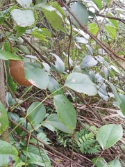 Akebia trifoliata