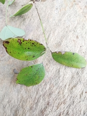 Akebia trifoliata