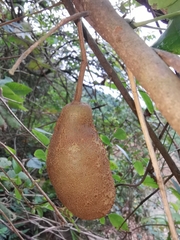 Akebia trifoliata