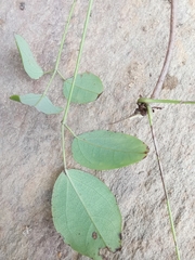 Akebia trifoliata