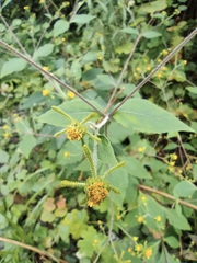 Sigesbeckia pubescens