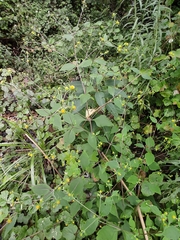 Sigesbeckia pubescens