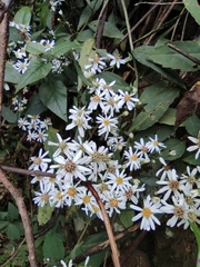 Aster ageratoides