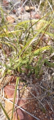 Euryops ericoides