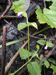 Torenia asiatica