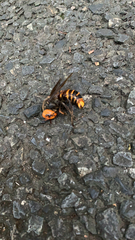 Vespa mandarinia japonica