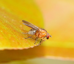 Helinomydaea flavofusca