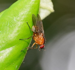 Helinomydaea flavofusca