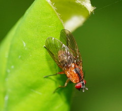 Helinomydaea flavofusca
