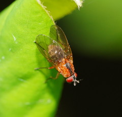 Helinomydaea flavofusca