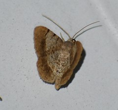 Frederickia flaviterminata