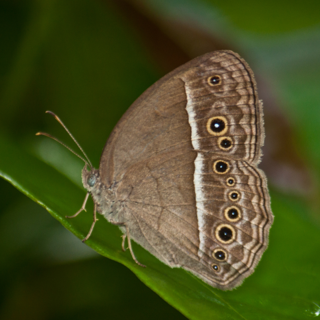 Burmese Bushbrown